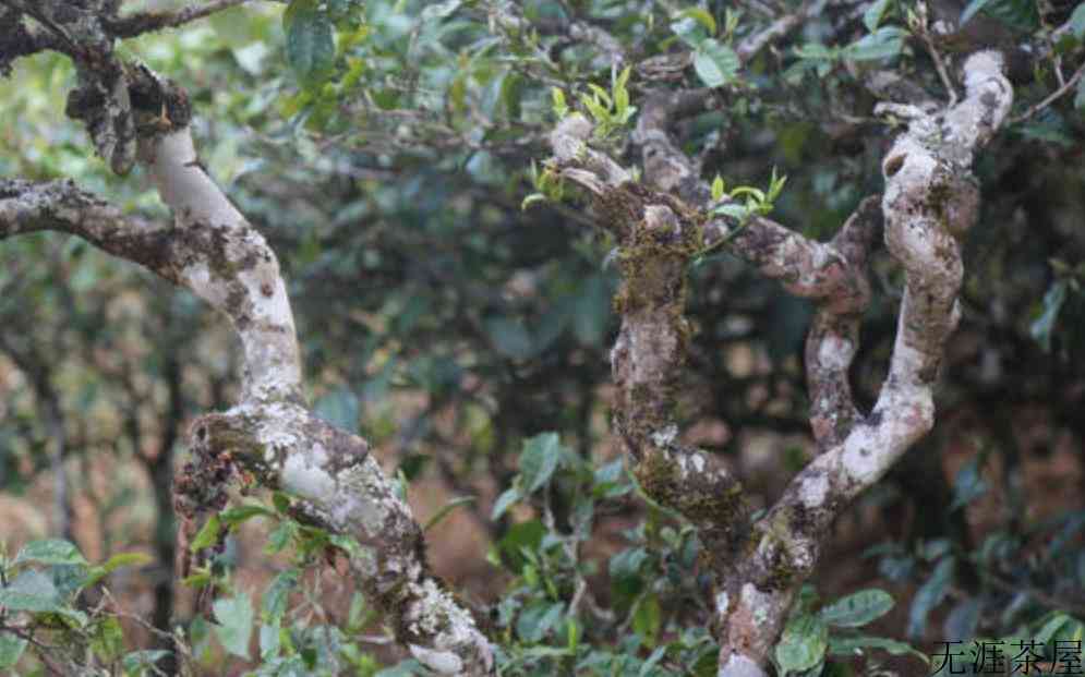 古六大茶山和新六大茶山