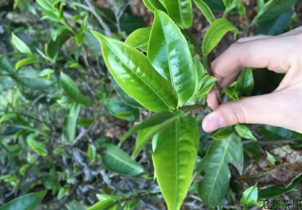 古六大茶山和新六大茶山