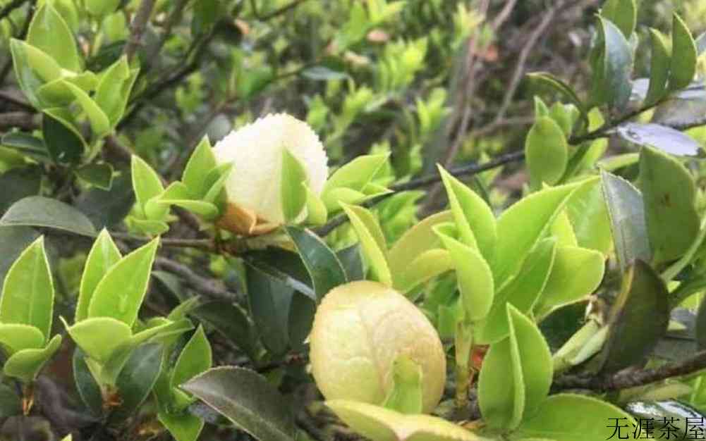 茶片怎么形成的