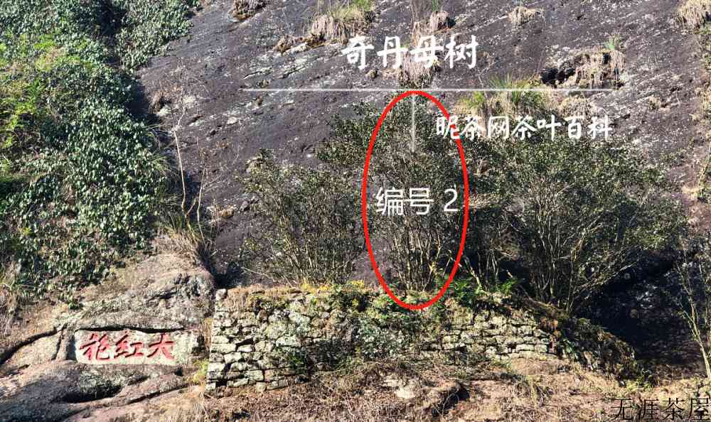 大红袍的口感和香气描述