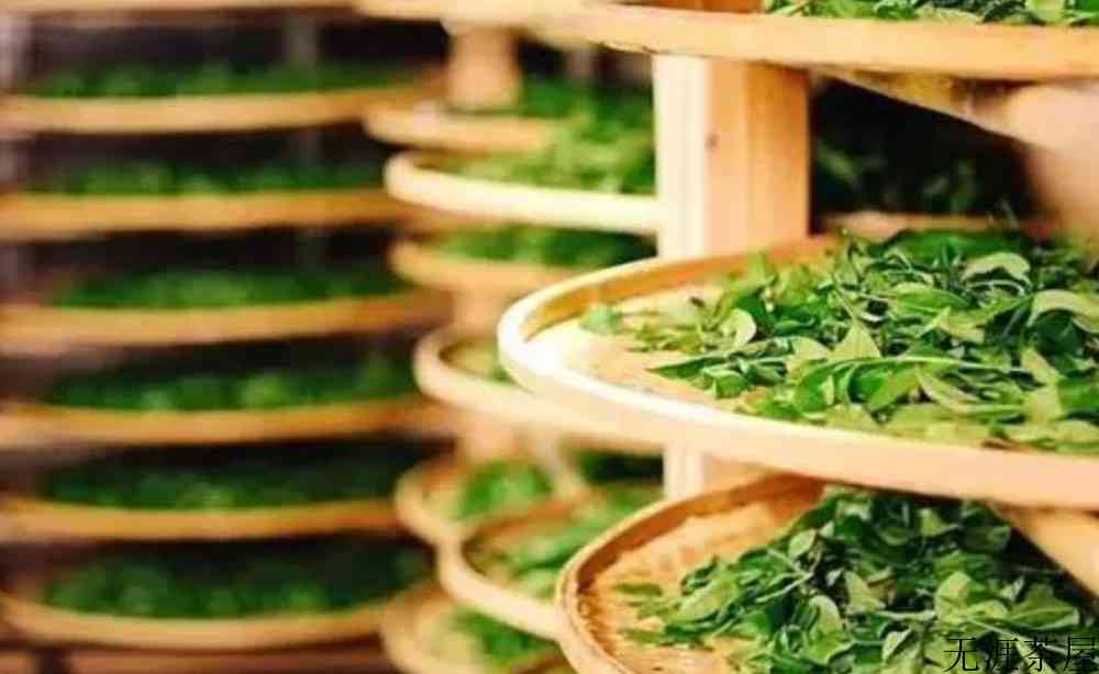 生茶叶能直接泡吗