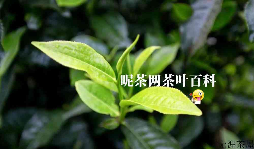新采的茶叶晒干了可以喝吗