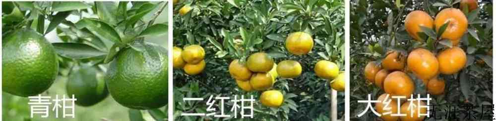 新会柑与广西柑的区别