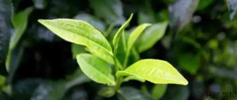 茶叶中含有哪些主要有机物