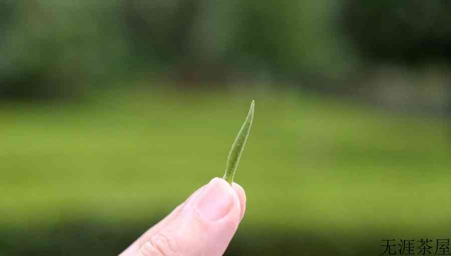茶叶中含有哪些主要有机物