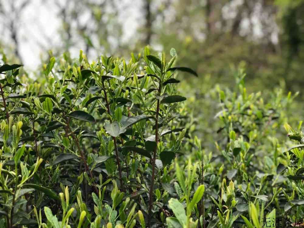 碧螺春明前明后茶区别