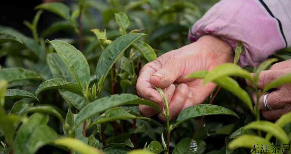 春茶是红茶还是绿茶
