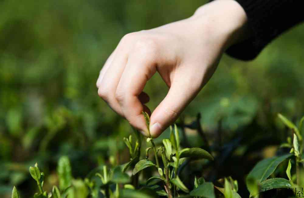 春茶是红茶还是绿茶