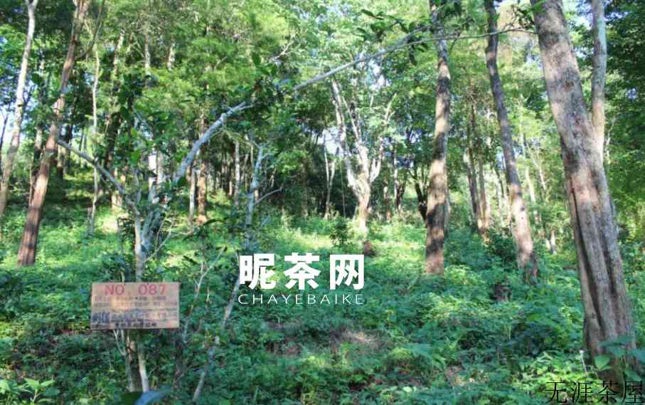 怎么判断是不是曼松古树茶