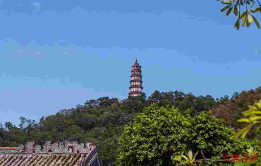 小青柑是普洱茶的一种吗