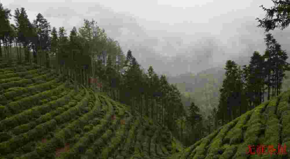 高山炒茶是不是绿茶