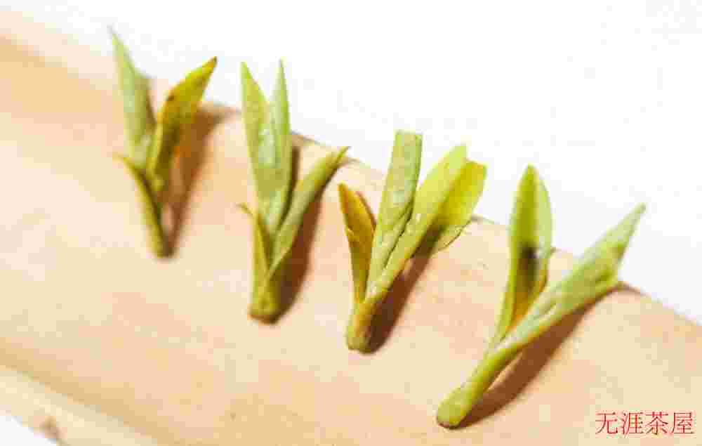 龙井新茶和老茶有什么区别
