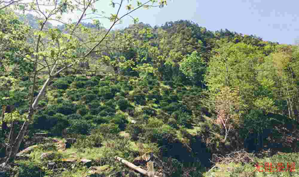 正山小种的产地范围