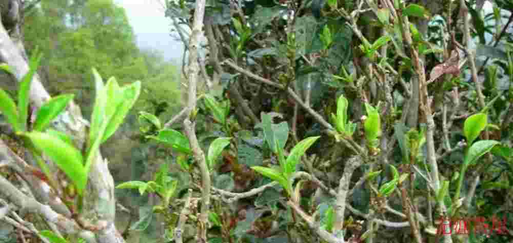 茶叶耐泡与否，和哪些因素有关