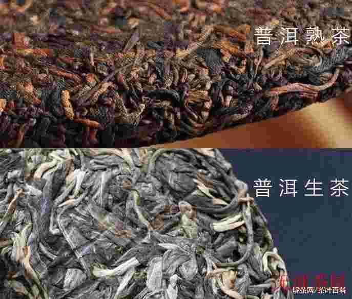 普洱茶熟茶与生茶有哪些区别 生普与熟普的差别