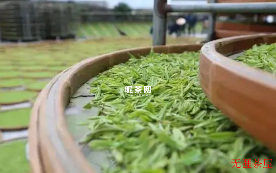 福安白茶与福鼎白茶哪个好