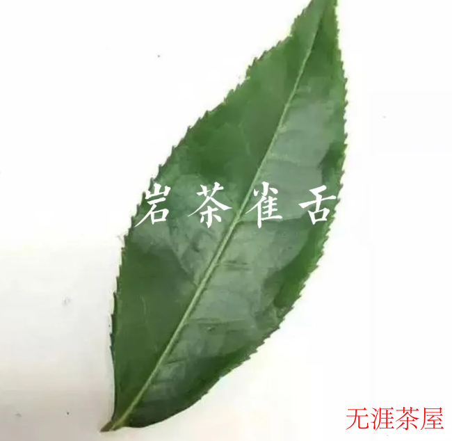 武夷雀舌茶有什么特点