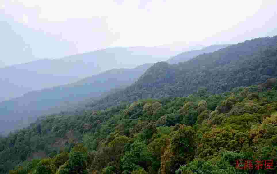 临沧四小龙指的是哪些茶叶山头