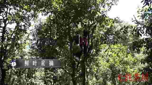 详解普洱生茶的制作工艺