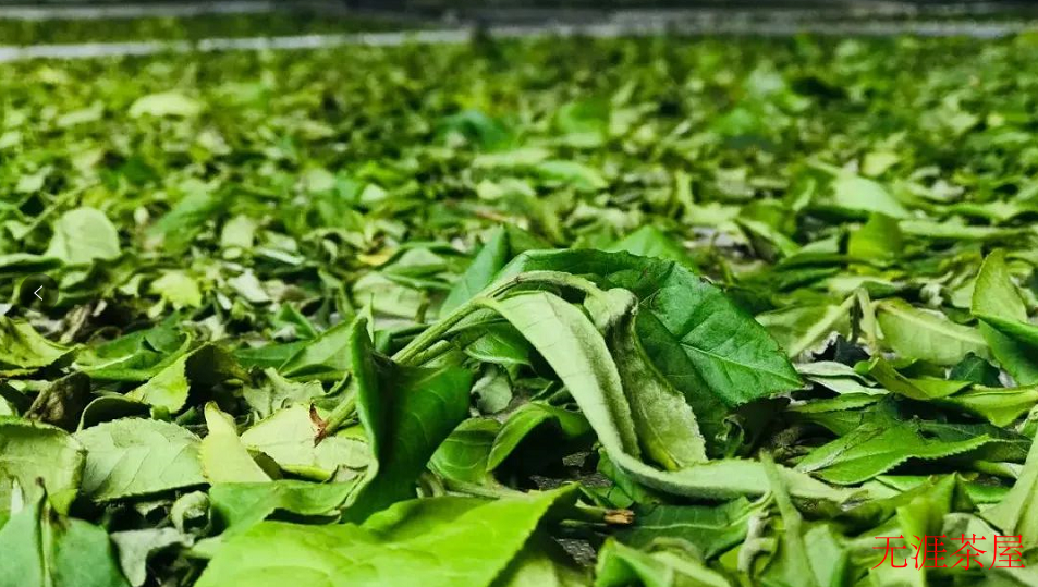 云南白茶是一种什么茶