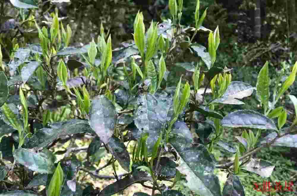 金骏眉菜茶指的是什么