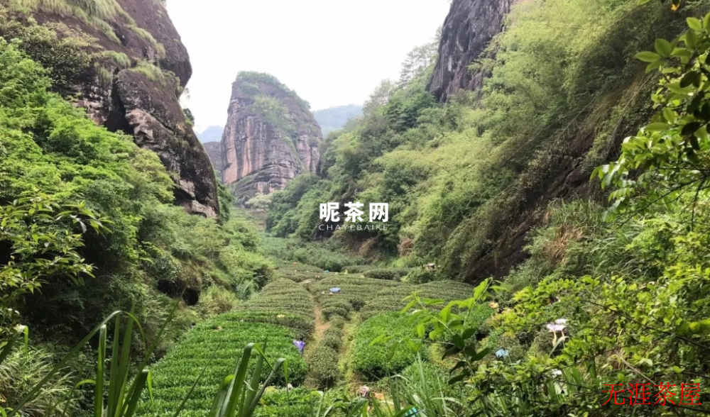 生活｜喝茶之人，更懂自然之道