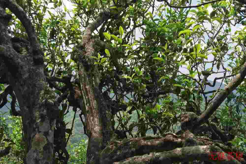 爱山头的你可知道，普洱新六大茶山都有啥特点