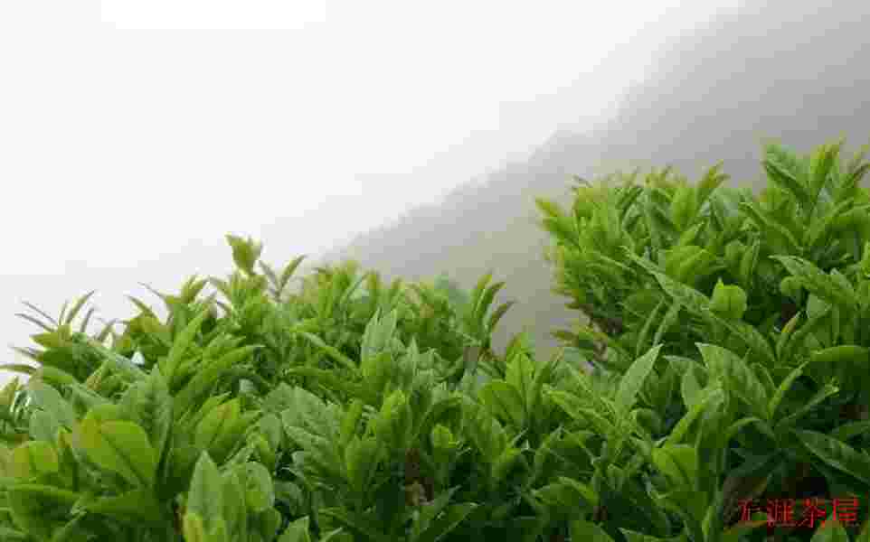 花果山云雾茶是什么茶