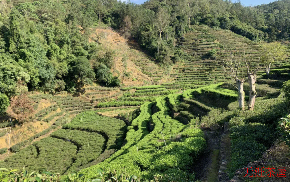 凤凰单丛的高山茶、中山茶、低山茶是怎么判断的