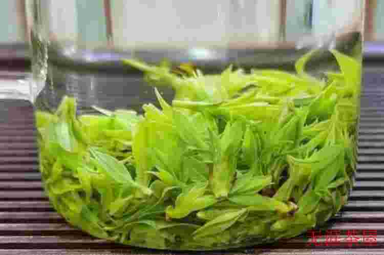 余庆小叶苦丁茶的功效与作用及禁忌