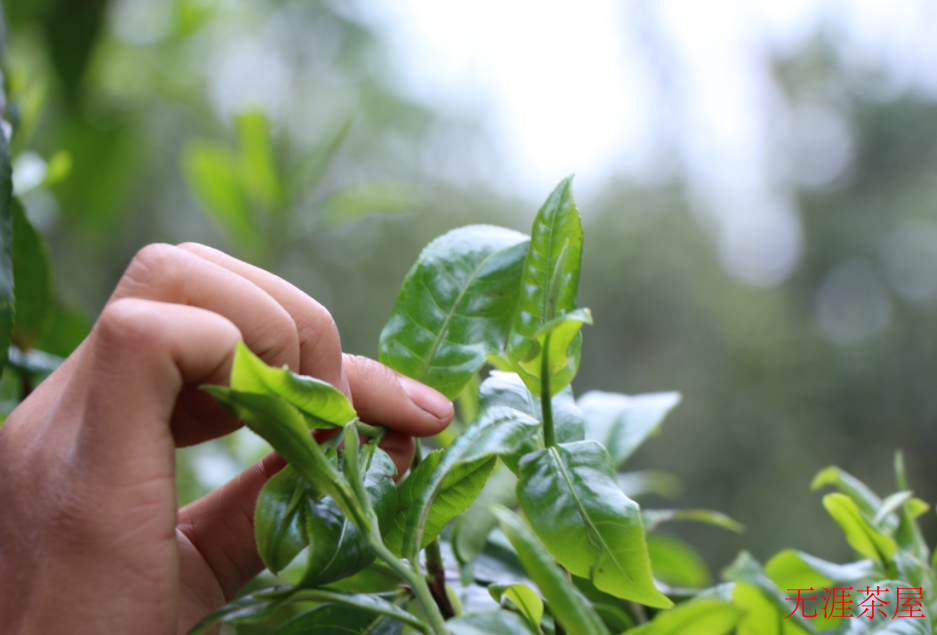 金瓜贡茶属于什么茶是普洱生茶吗