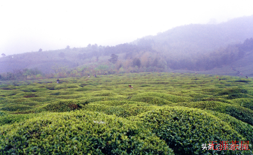 这些小而美的“雪茶”，你知道几个？