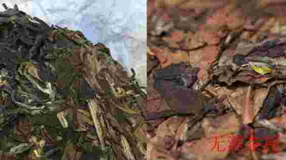 为什么预防高血压选择福鼎白茶？