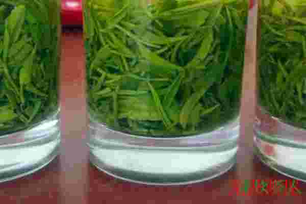 毛尖洗茶多久，毛尖茶怎么洗茶(切忌超过5秒)