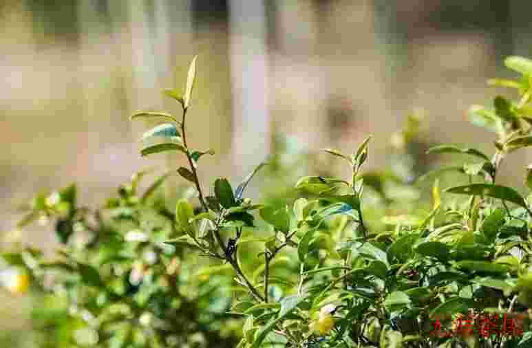 正宗金骏眉茶叶样子