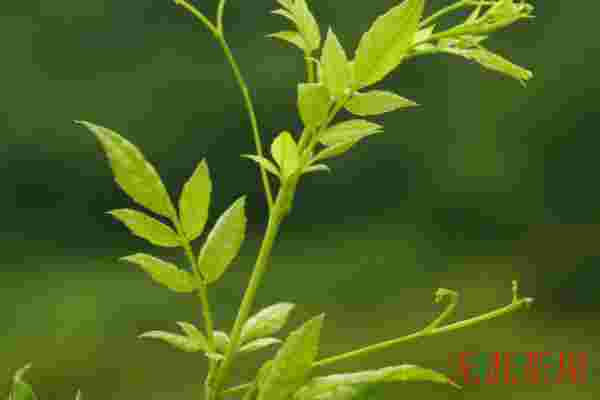 莓茶和藤茶有什么区别，藤茶与莓茶是不是一种茶(同茶不同名)