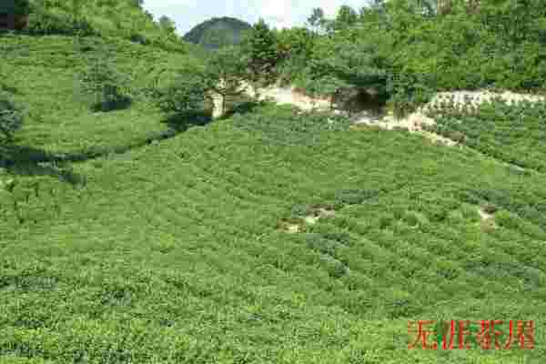空山茶真的存在吗，空山茶是什么茶(绿茶品种之一)