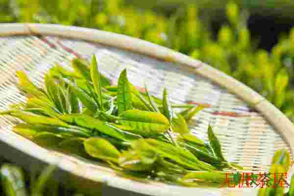 绿茶是什么颜色，绿色的茶叶就是绿茶吗(一般为绿汤绿叶)