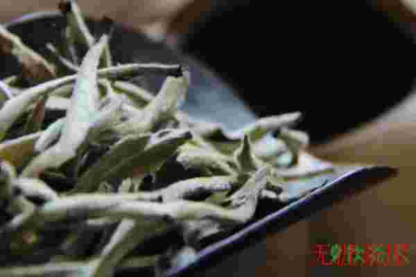 白毫银针怎么分辨好坏，白毫银针怎么区分好坏(六大技巧)
