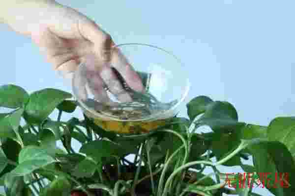 茶叶水可以浇花吗，可以最好静置一晚效果更好