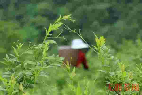恩施藤茶多少钱一斤，价格从几十元到上千元不等