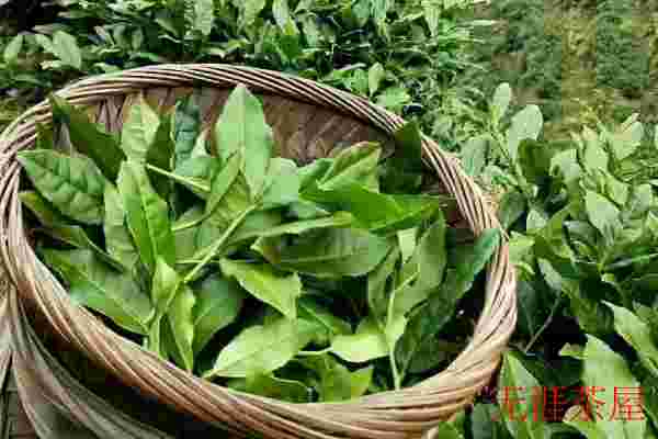 采茶到几月份结束，年底12月还有采茶