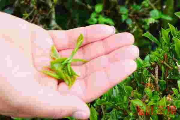 摘茶叶是摘哪个部位，有嫩芽/一芽一叶/一芽二叶/对夹三四叶