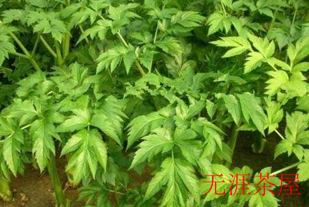 资溪白茶的禁忌：你需要知道的注意事项