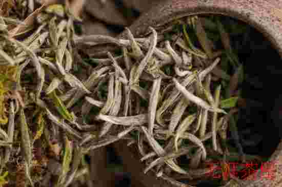 福鼎白茶：新茶与老茶的魅力探索