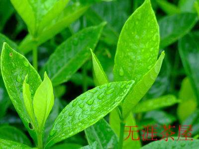 信阳毛尖茶购买指南 - 四步挑选优质好茶