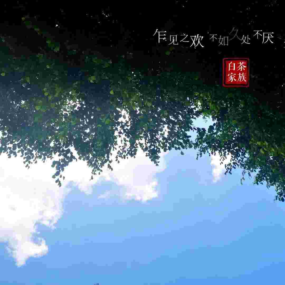 真正的白毫银针带有“小叶子”，你买的白茶有吗？