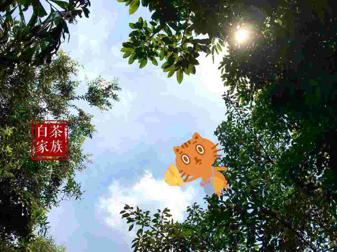 这是一篇白茶科普文：白毫银针与白牡丹，有什么区别？
