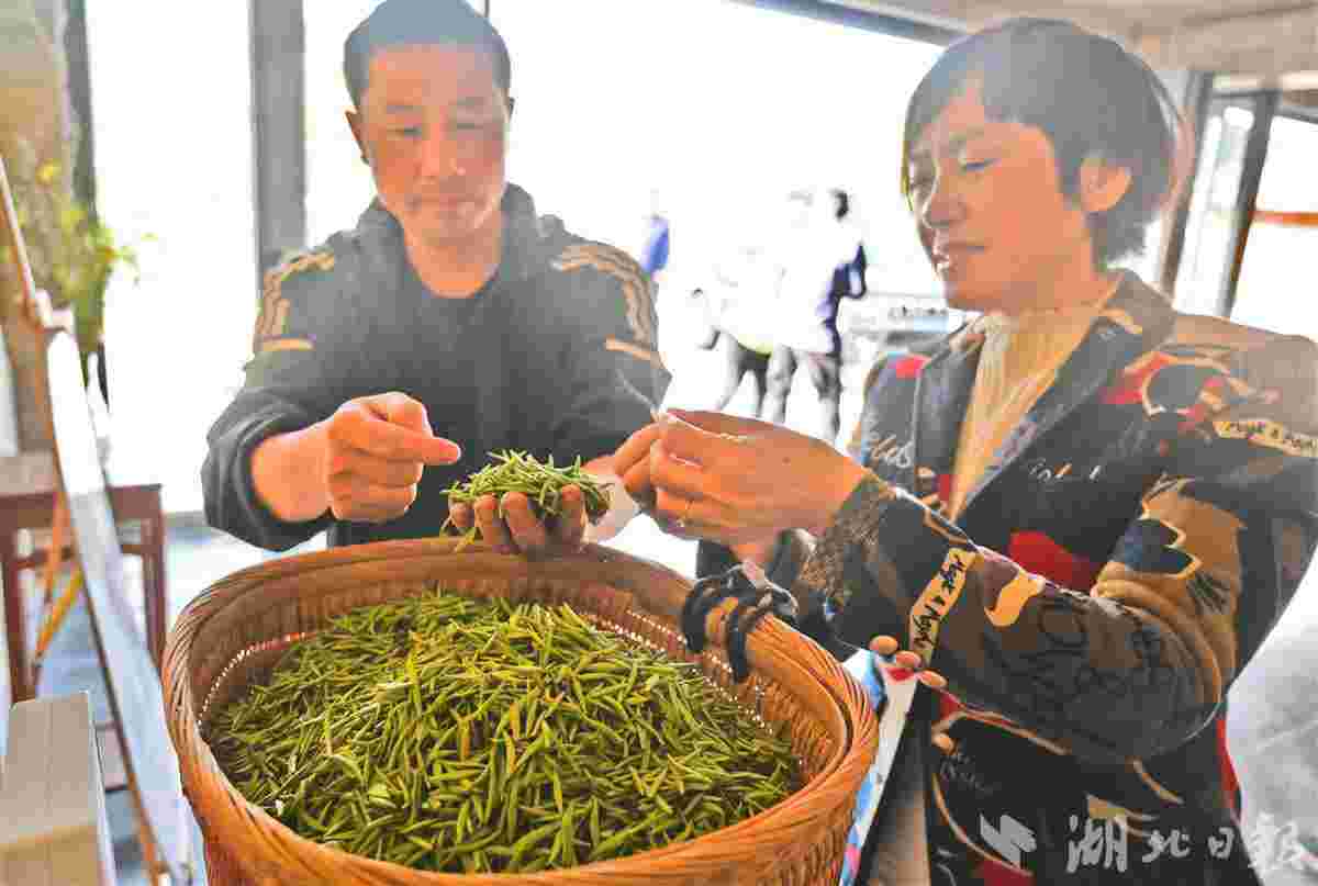 远安抢收明前黄茶[远安黄茶]