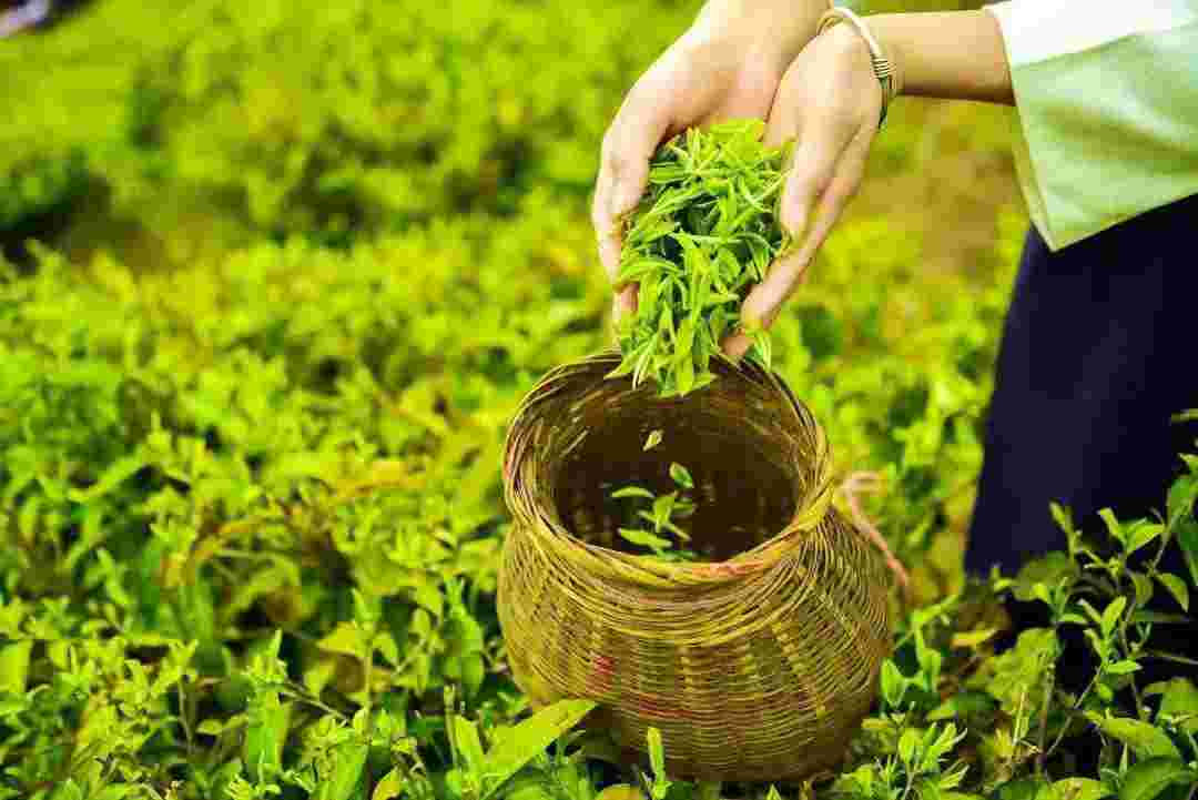 只需4字，就可挑选出明前茶等新茶